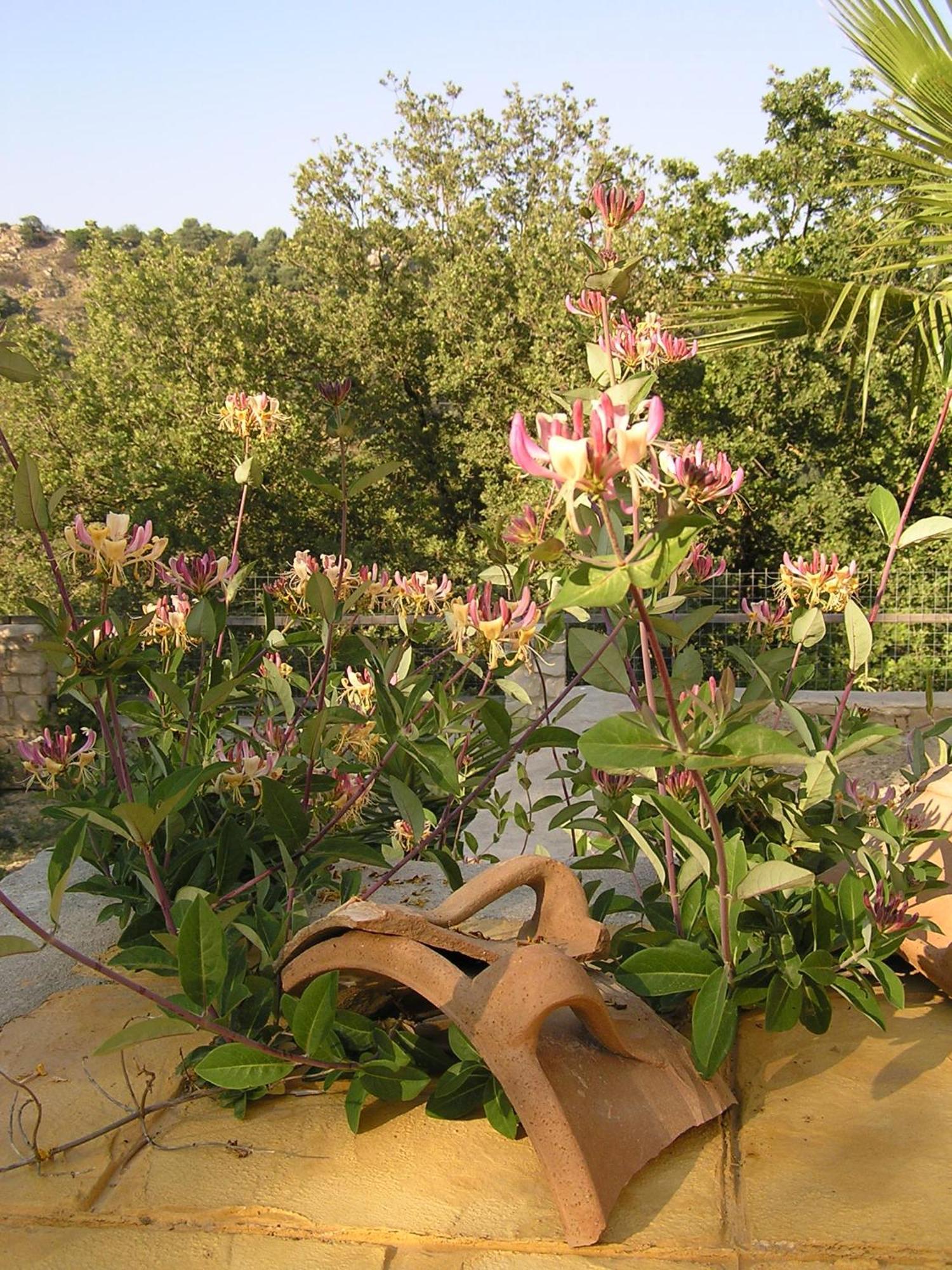 Stratos Villas Kaloniktis 部屋 写真